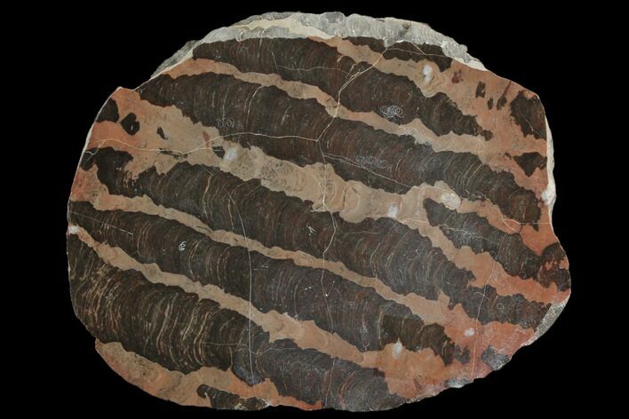 Polished Stromatolite (Inzeria) Section - Million Years #130662